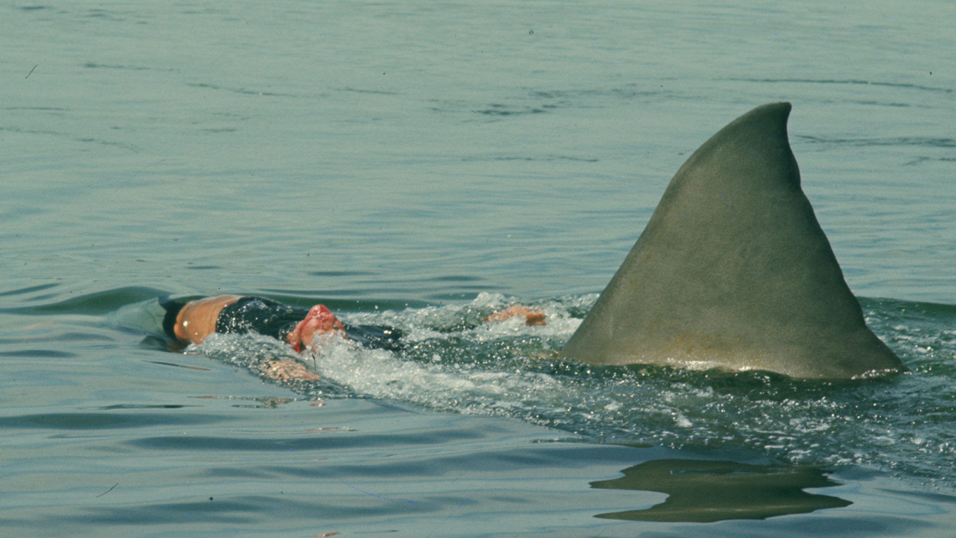 Jaws